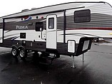 15 Palomino Puma