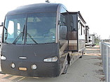 03 Palomino