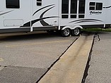 10 Palomino Thoroughbred