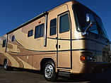 05 Safari Cheetah